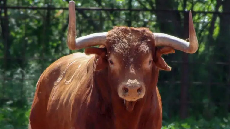 El toro de Samuel Flores que iba para Las Ventas y se ha lidiado en Beas: esta es su historia