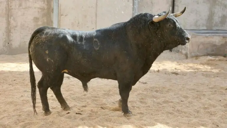 Los toros de Luis Algarra para la reapertura de Ciudad Real
