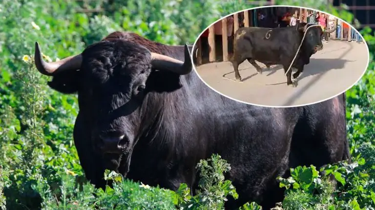 Lidiado en Beas un toro de Cuadri de casi 800 kilos: así ‘saltó’ a sus calles este miércoles