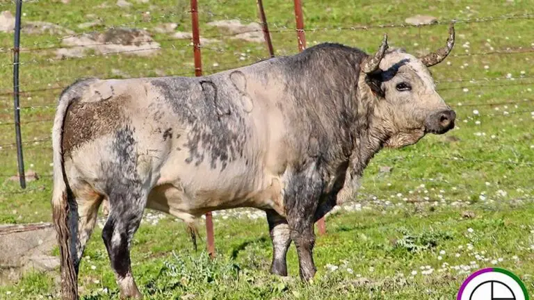 El toro de San Martín que ya lleva seis muertes en su cercado: «Suena muy fuerte decirlo, pero es así»