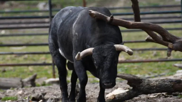 Una ganadería brava de Santa Coloma, a la venta al completo en Madrid: la importante cantidad que piden