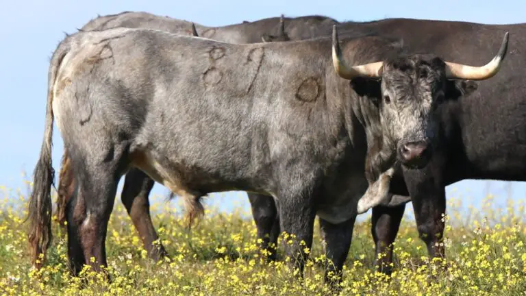 Victorino Martín: así son los 100 toros de su imponente camada 2024