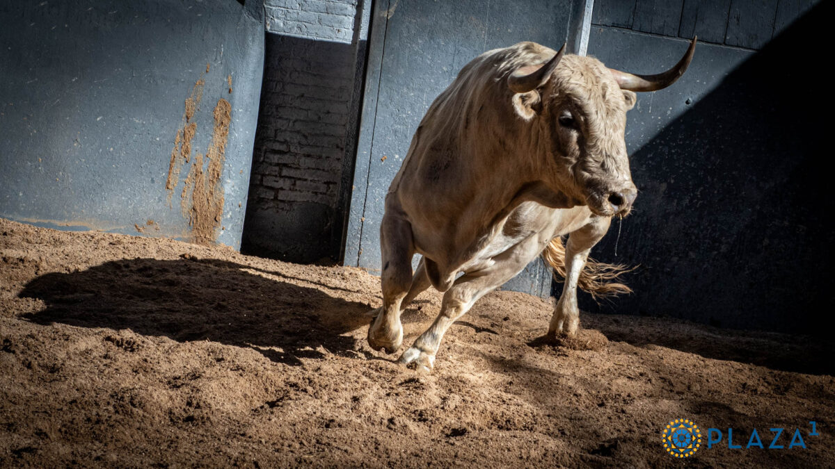 Toro De Aurelio Hernando