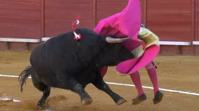 Así fue la violenta cogida a Morante este fin de semana por un toro de Juan Pedro Domecq