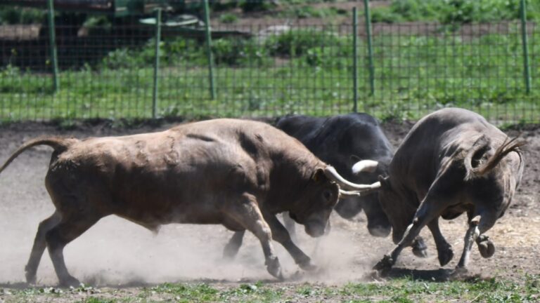 Más ganaderías bravas a la venta: la finca de Toledo que acaba de ‘saltar’ por 750.000 euros