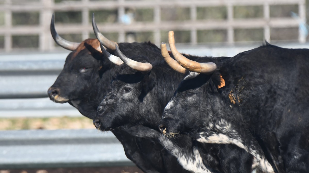 Concha Y Sierra