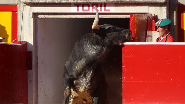 La Casa de Misericordia oficializa las ganaderías de la Feria del Toro 2025 con el debut de Álvaro Núñez