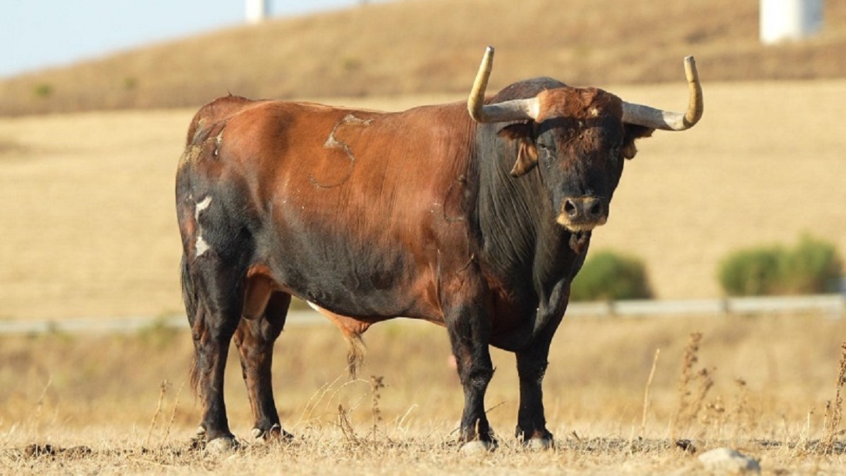 Toro Hdros. D. Salvador García Cebada - Fotografía Luis Sánchez