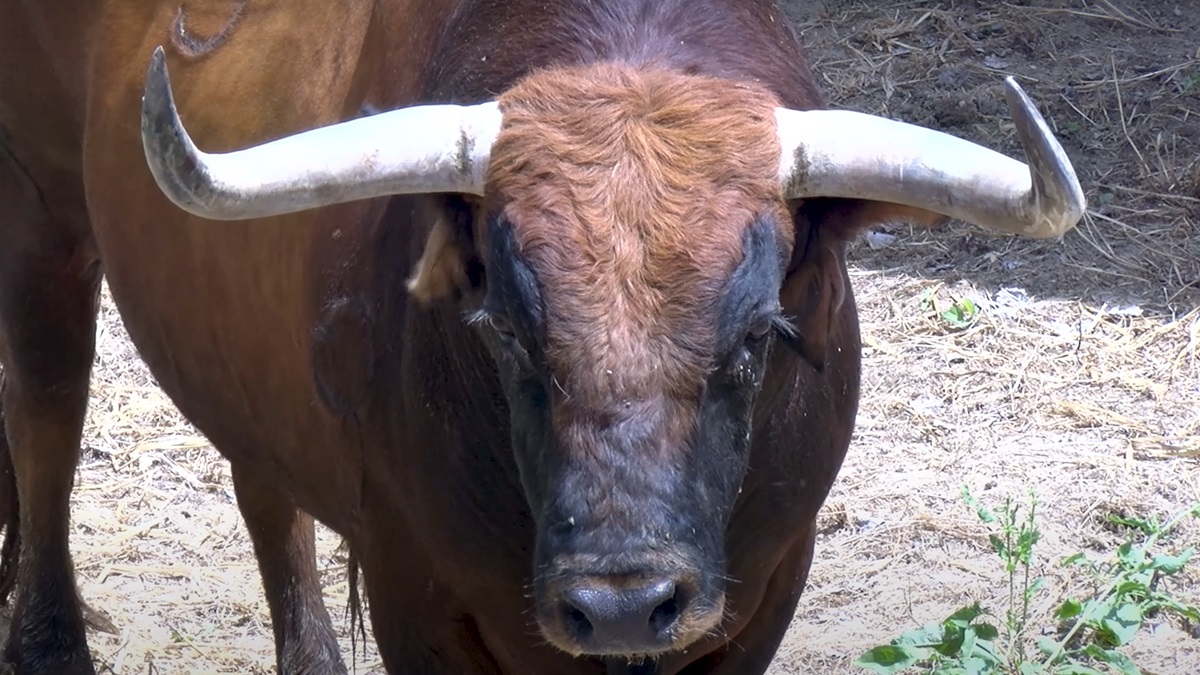 La leyenda de Cebada Gago en Pamplona y el imponente toro 93 que correrá el encierro el lunes