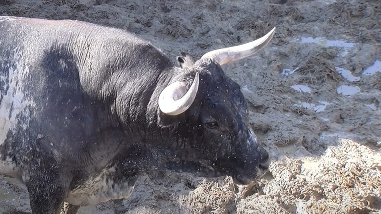 Los toros de Miura ‘la forman’ en el Gas: los tuvieron que separar tras una pugna