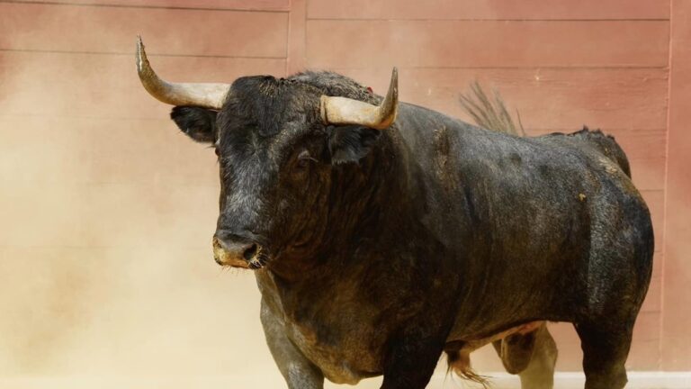 Extremadura TV vuelve a anunciar toros en directo: el cartel que acaba de cerrar para el mes de agosto