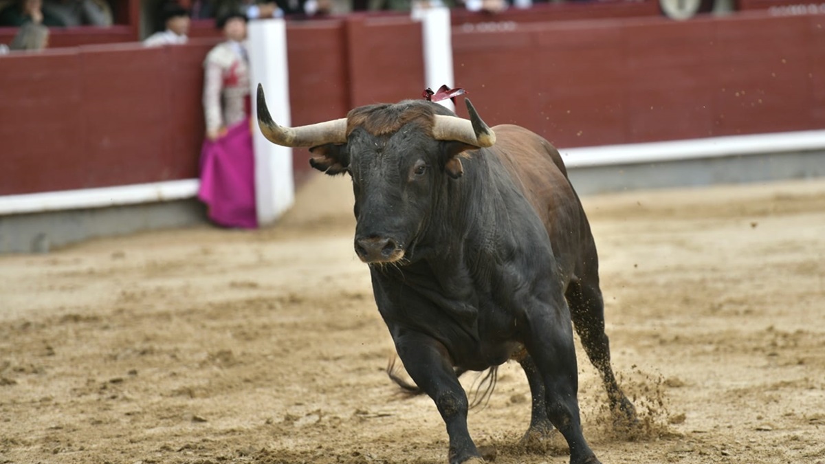 Toro Ruedo