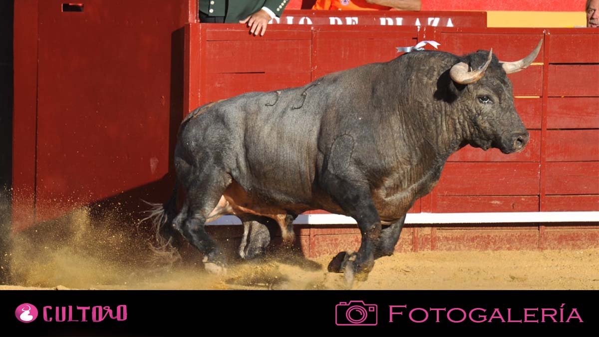 Fotogalería Cenicientos 16 8 2024