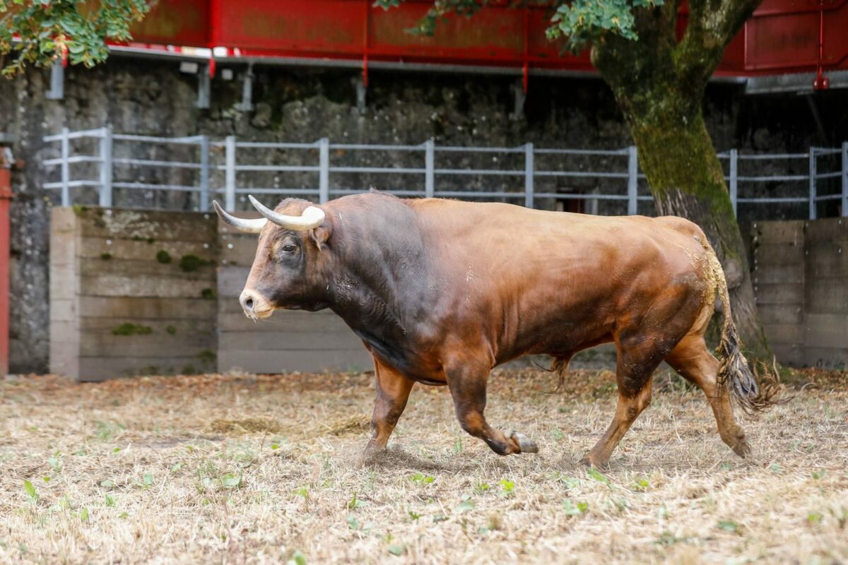 Juan Pedro (1)