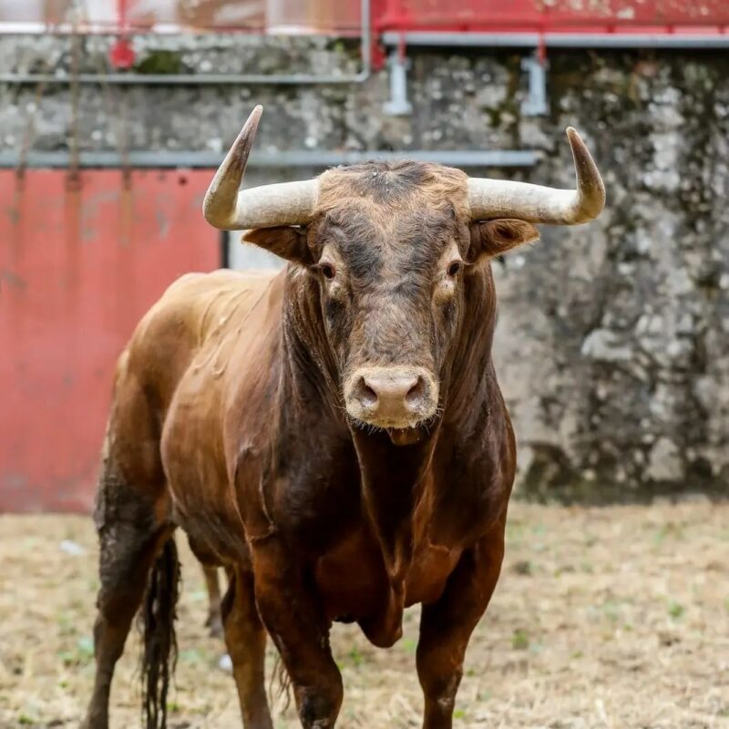 Juan Pedro (2)