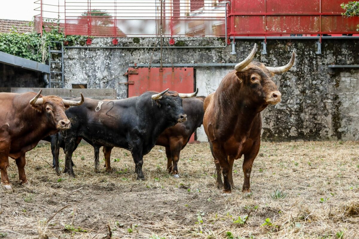 Juan Pedro (6)