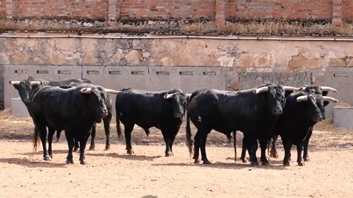 Toros Rejones Salamanca