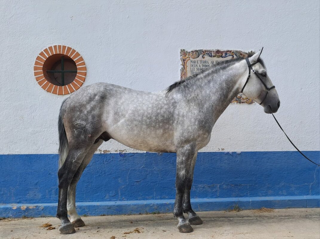 Cuadra de caballos de Ana Rita