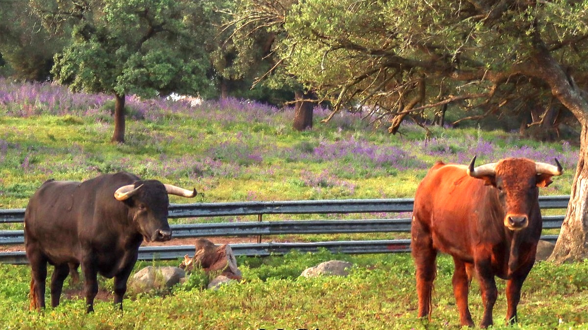 Toros