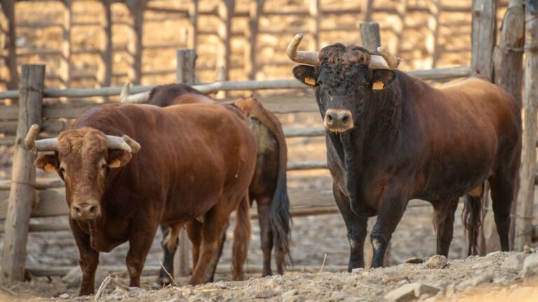 Los toros de El Pilar para el mano a mano Ponce-Galdós en Lima