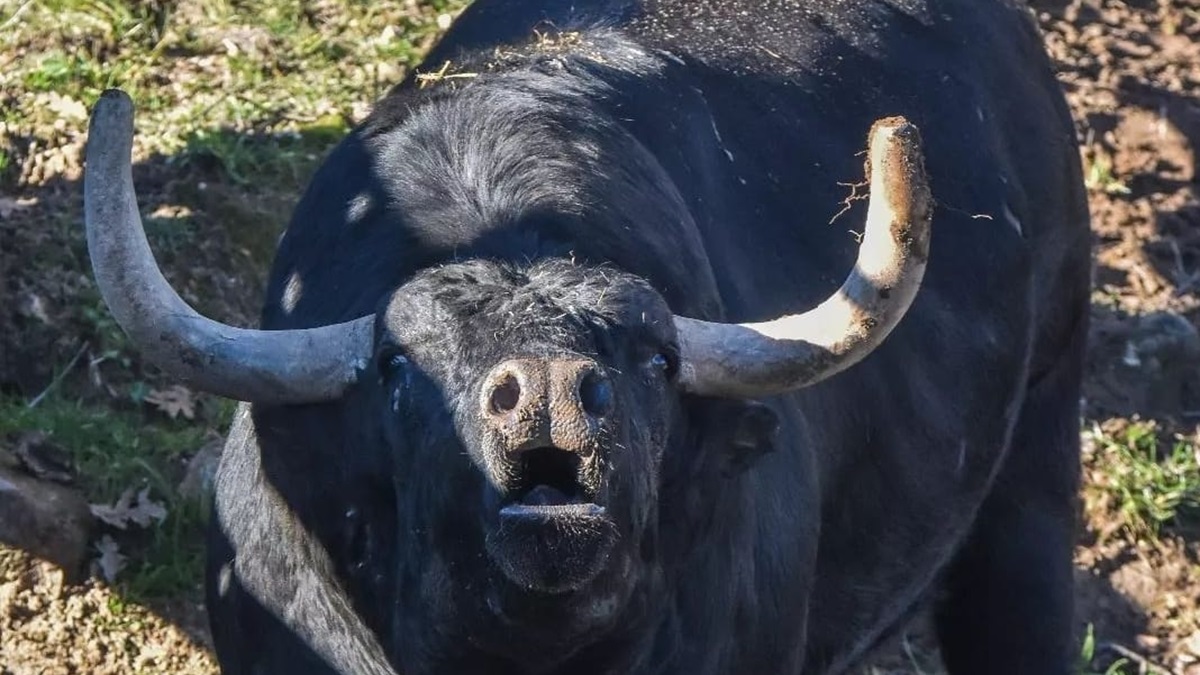 Sale a la venta una importante finca de toros bravos ubicada en el ...