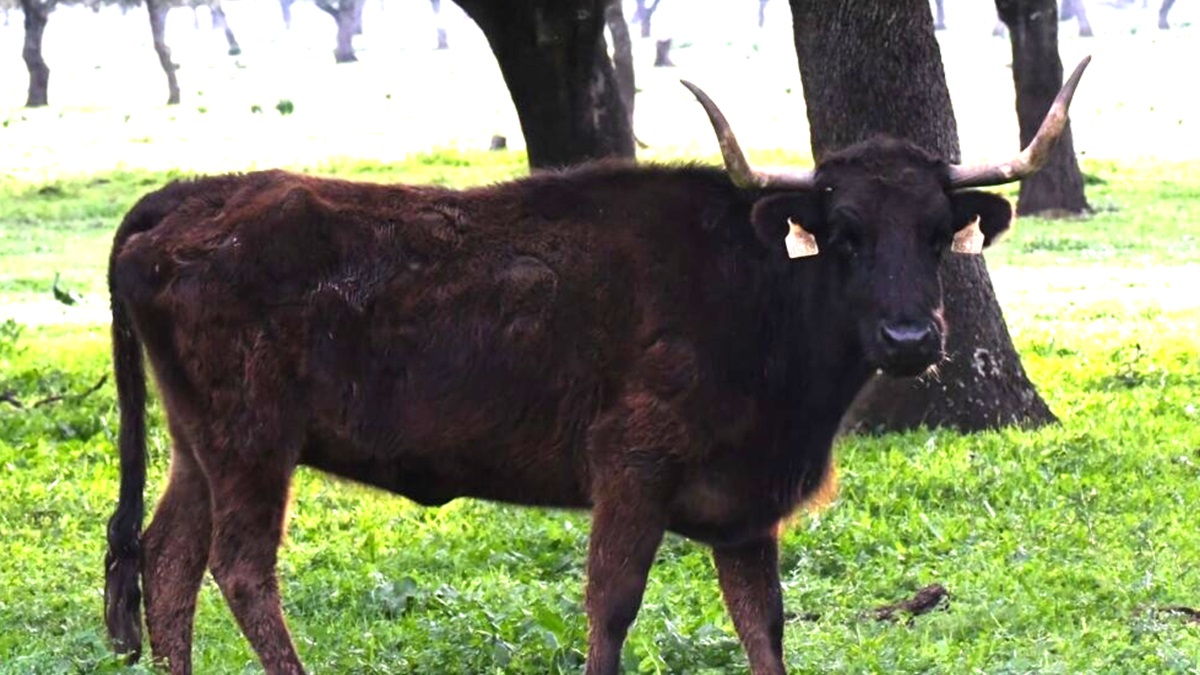 Vaca Sayalero