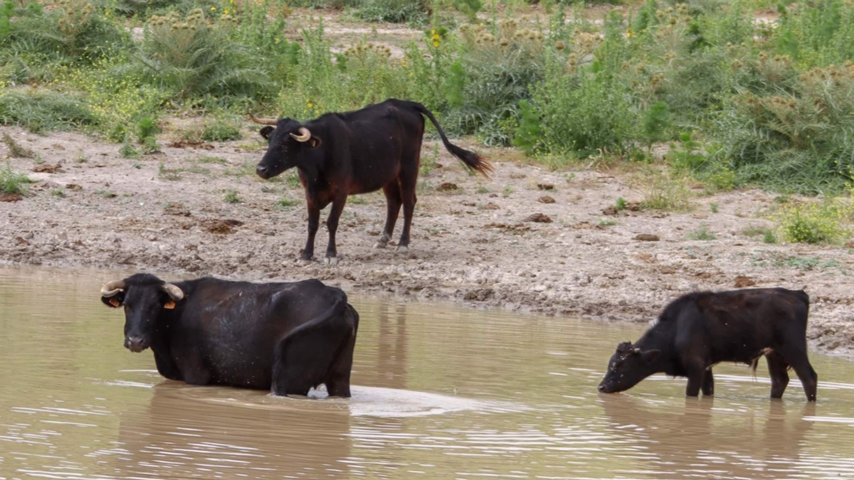 Vacas