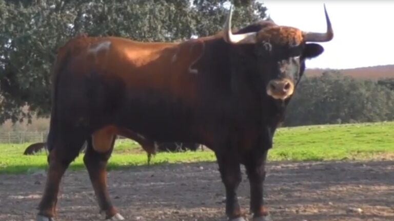 Céret oficializa las ganaderías de su Feria 2025 y presenta los toros para el abono