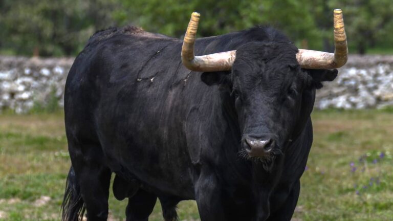 La ‘explosión’ de Domingo Hernández en un 2025 con 120 toros: las plazas confirmadas en las que estará