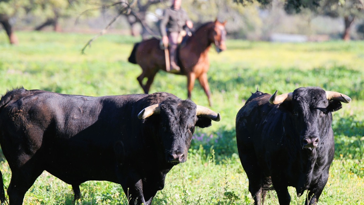 Toros Mayoral