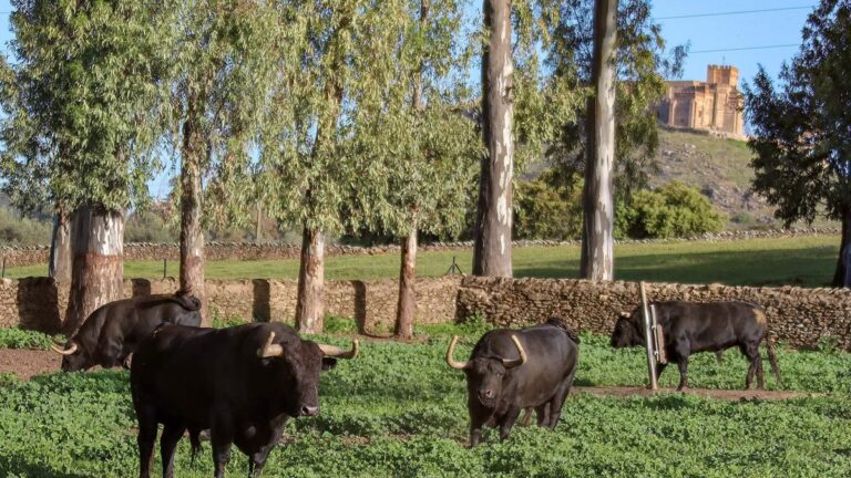 Las emblemáticas fincas de El Parralejo: una oda al toro bravo, a la ecología que su cría supone y al arte de Aníbal González