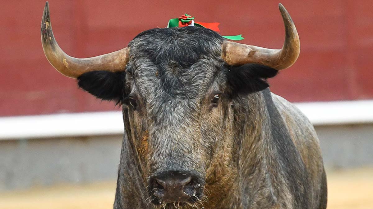 Toro De Adolfo Martín