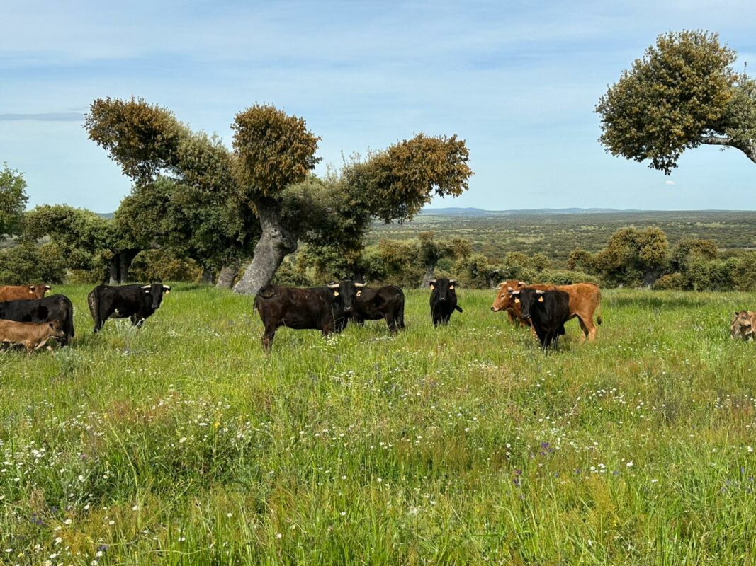 Vacas De La Ventana Del Puerto Ganadería Caparica I