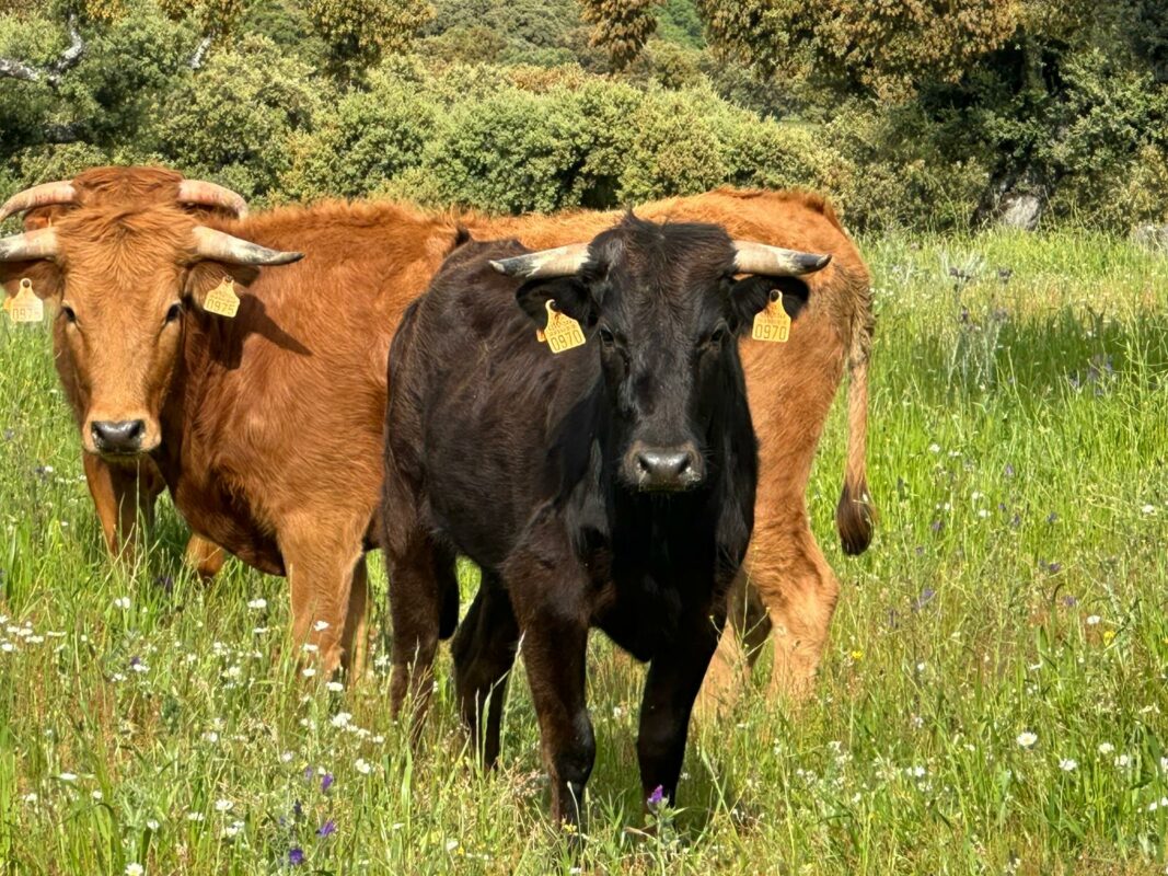 Vacas De La Ventana Del Puerto Ganadería Caparica Ii