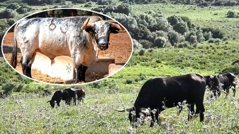 La empresa internacional a la que pertenece la mítica finca ‘Los Alburejos’, el histórico cuartel general de Torrestrella