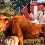 Vaca Ponce