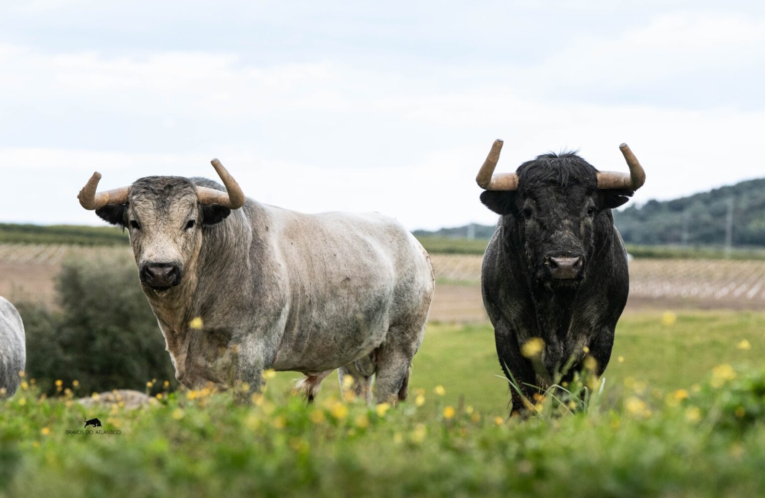Así son los toros de La Quinta para el inicio de la Feria de la Magdalena de Castellón este domingo