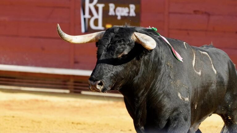 Los toros de la Copa Chenel correrán el encierro en Colmenar de Oreja