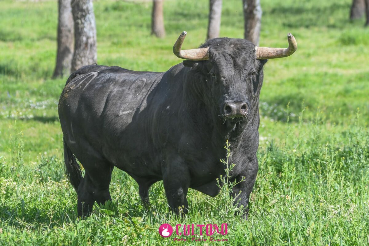 Aldeanueva (23)