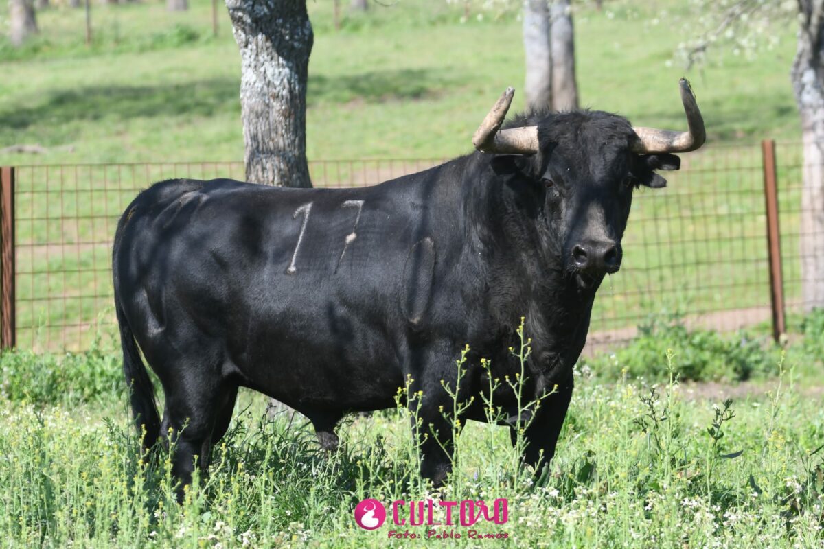 Aldeanueva (25)