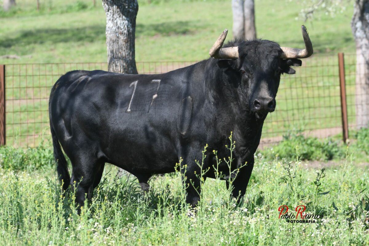Aldeanueva (26)