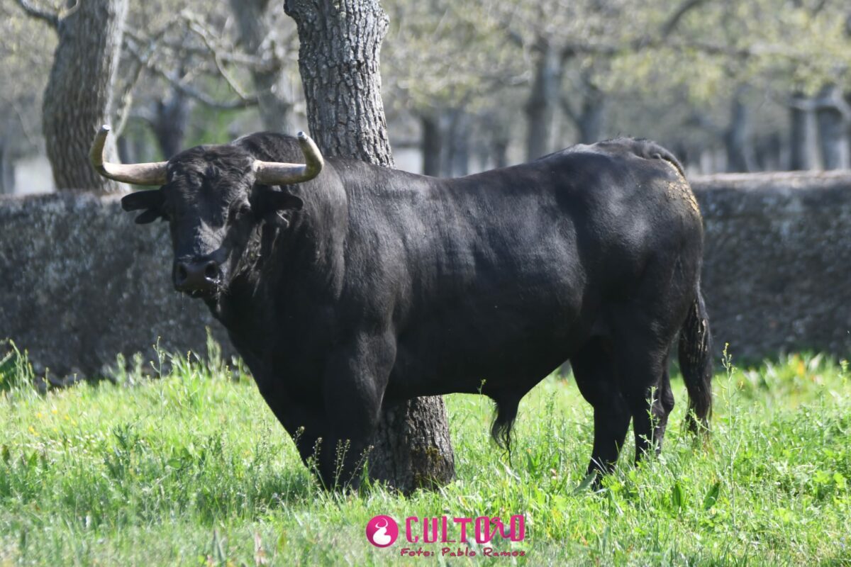 Aldeanueva (29)
