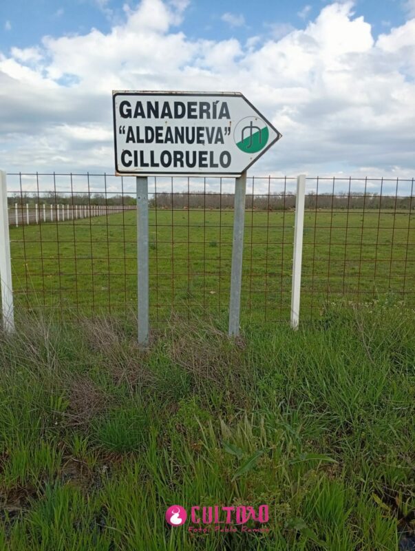 Aldeanueva (3)