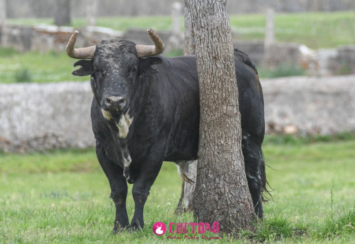 Aldeanueva (37)