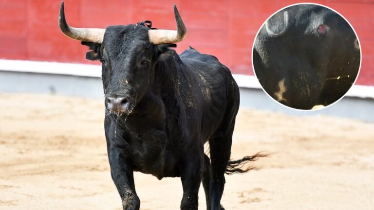 El toro de Palha que saltó al ruedo de Madrid este domingo con una herida