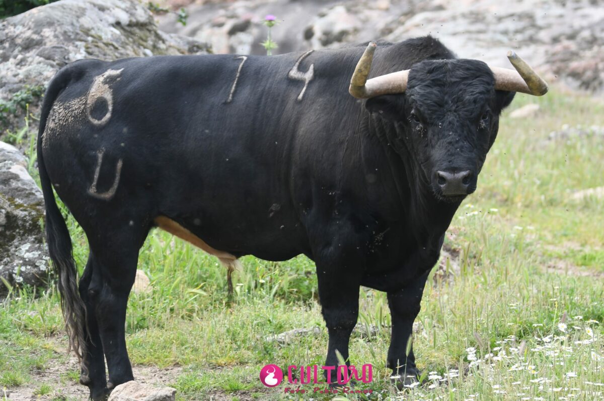 Flor De Jara (14)