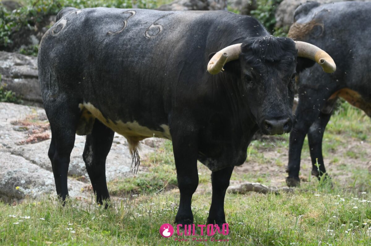 Flor De Jara (16)
