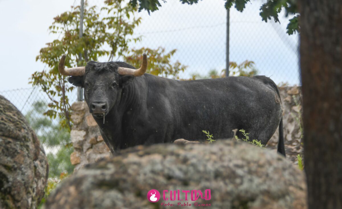 Flor De Jara (20)