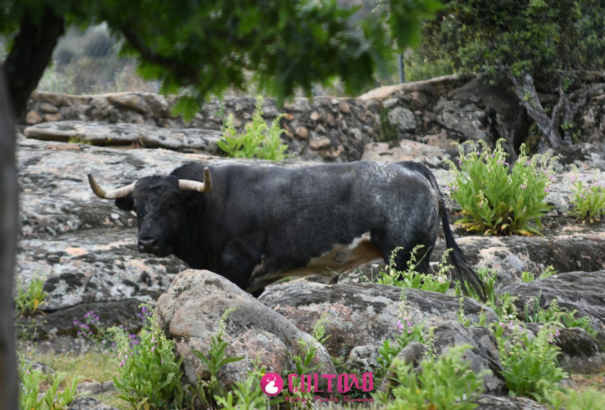 Flor De Jara (21)