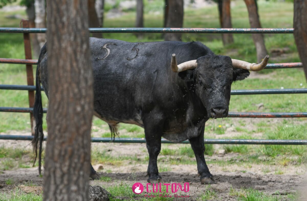 Flor De Jara (24)